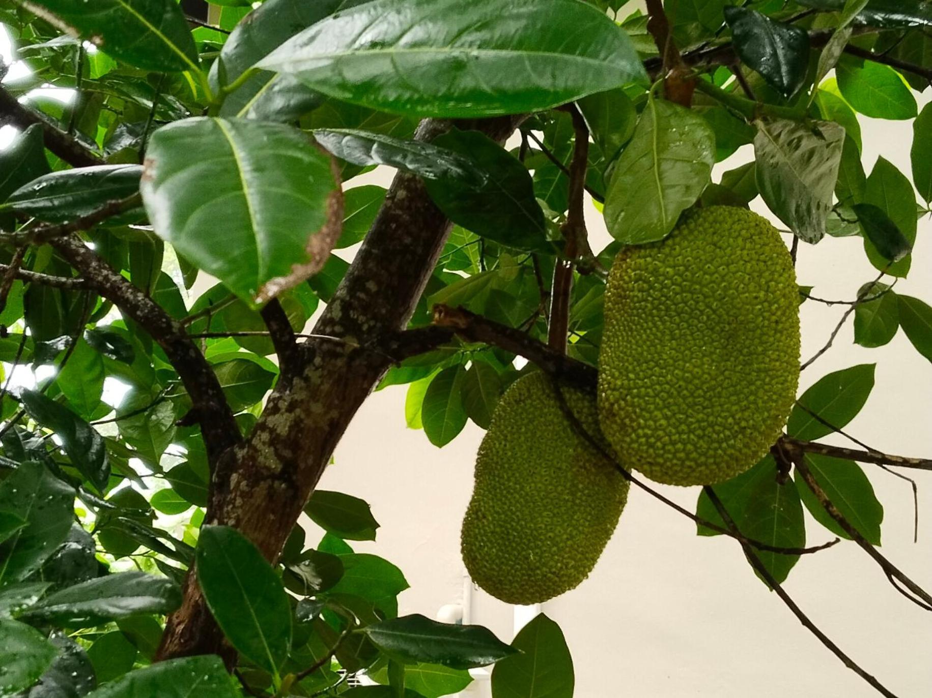 邦宝小屋旅馆 班邦宝 外观 照片